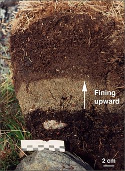 soil profile showing single 1929 tsunami deposit soil profile showing single 1929 tsunami deposit